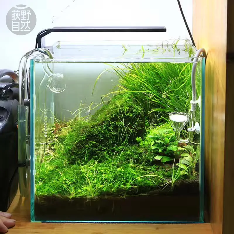 Planted Aquarium Pendant Light - Chihiros C Series ADA Style Plant